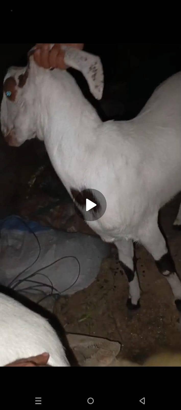 Goats 4