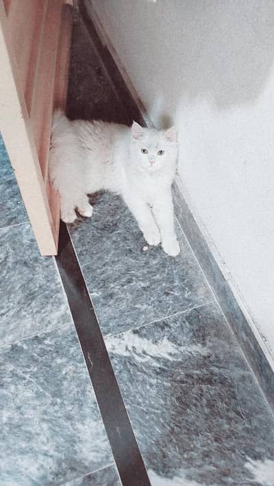 Persian female cat