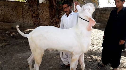 Qurbani ke Liye Gulabi Bakra For Sale _0370=4815728