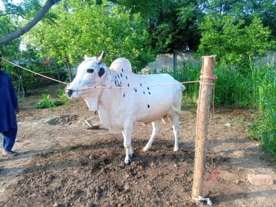 Bull Fatajangi