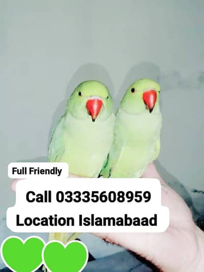 Single 6500 Hand Tamed Friendly Green Ring Neck Parrots Male/Female