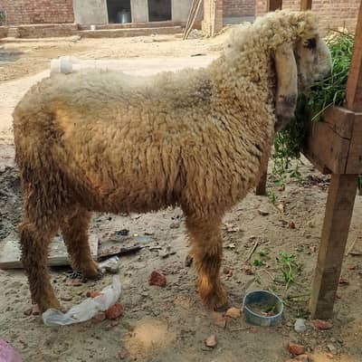 1 male sheep mean 1 chatra for sale price 50000