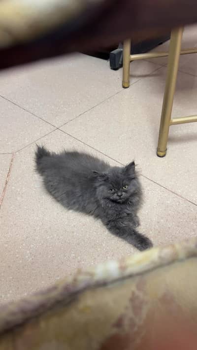 Grey persian cat