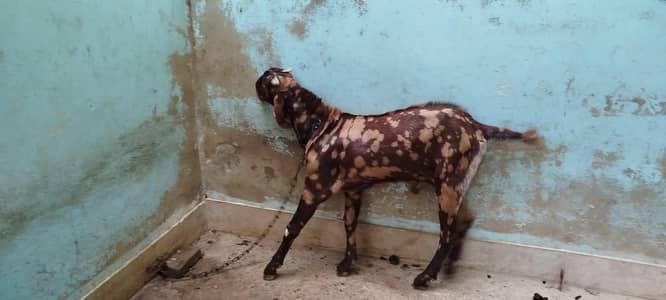 BAKRA FOR SELL
