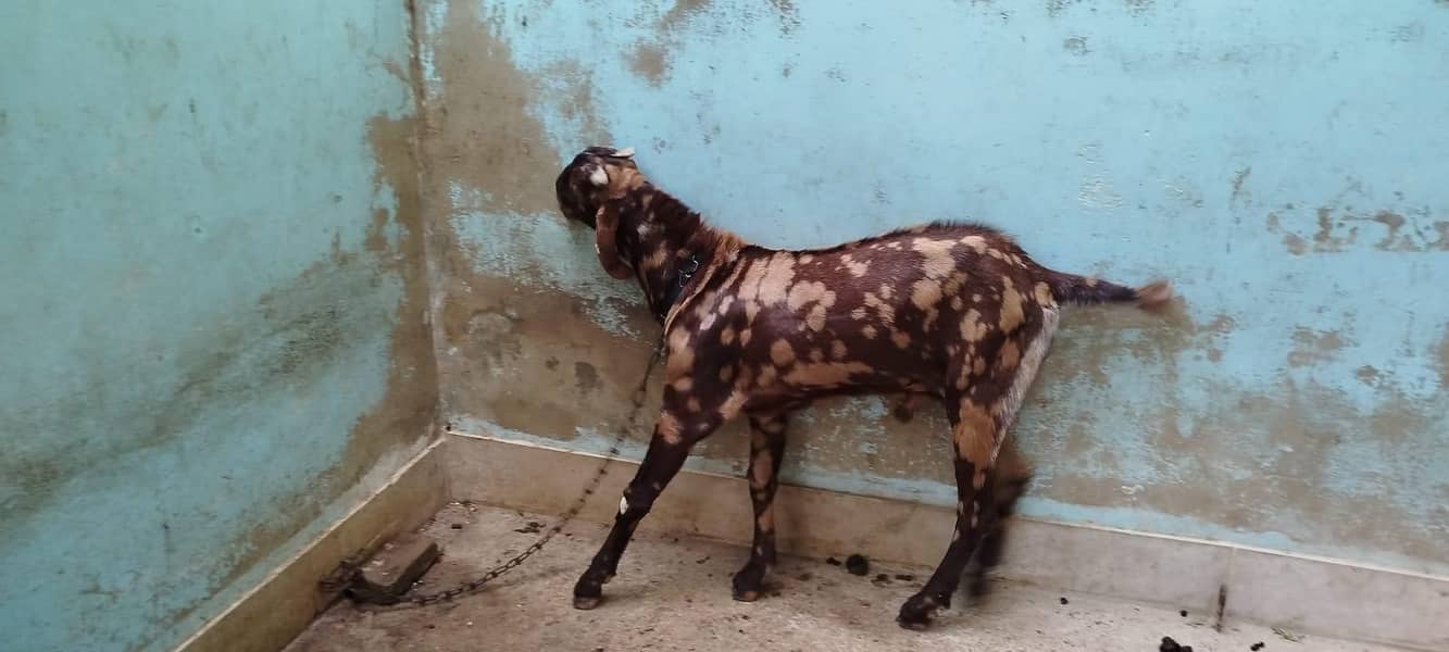 BAKRA FOR SELL 0