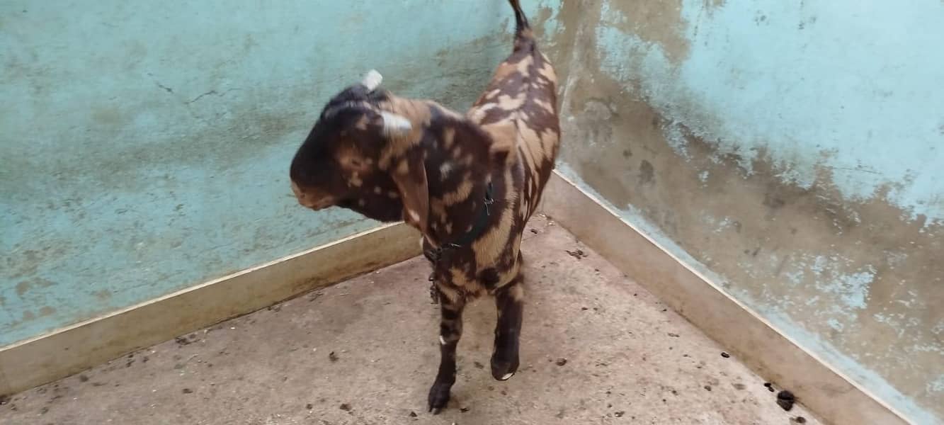 BAKRA FOR SELL 1