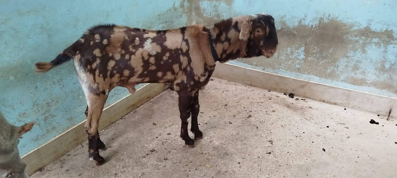 BAKRA FOR SELL 2