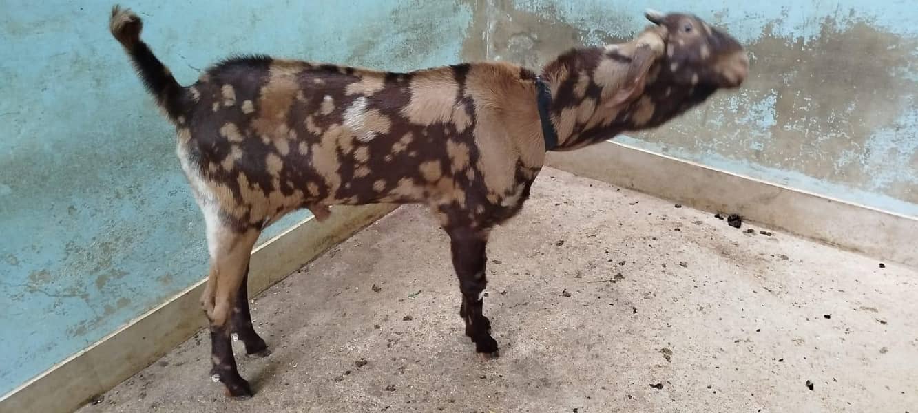 BAKRA FOR SELL 3