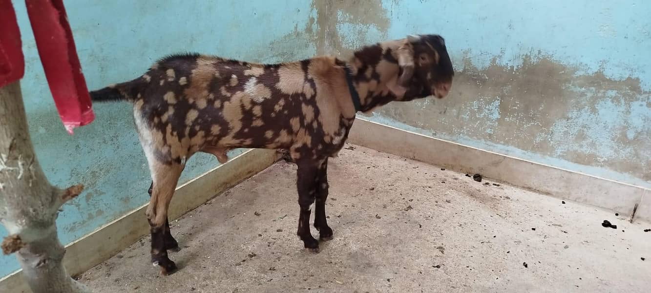 BAKRA FOR SELL 4