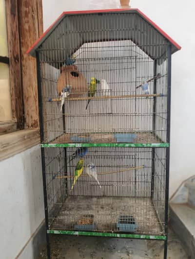 Parrot cage