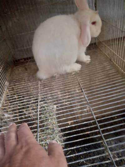 Fancy rabbit adult male