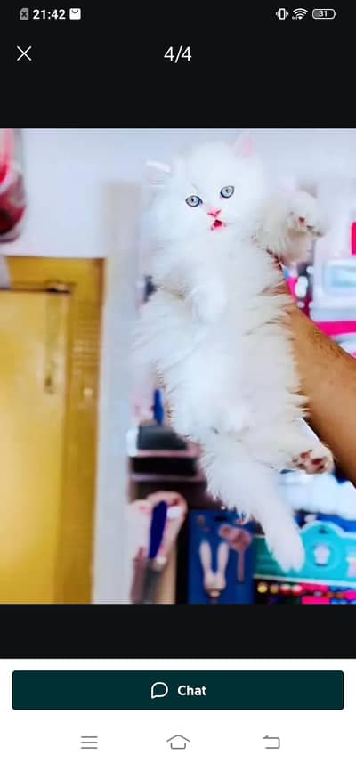 Persian cat for sale male or female my WhatsApp03314372136