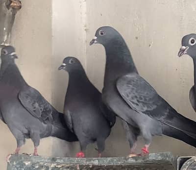 Parwazi kabootar for sale