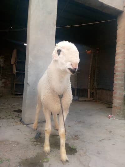 mundra chatra for sale healthy and active 03019749822 contact no