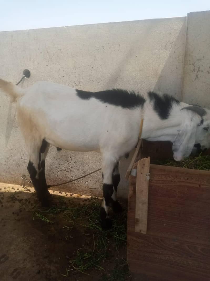 Bakra 0