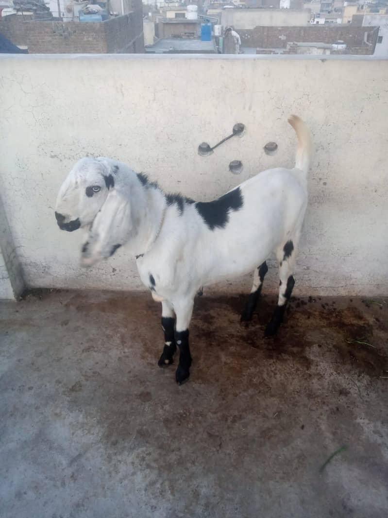 Bakra 1