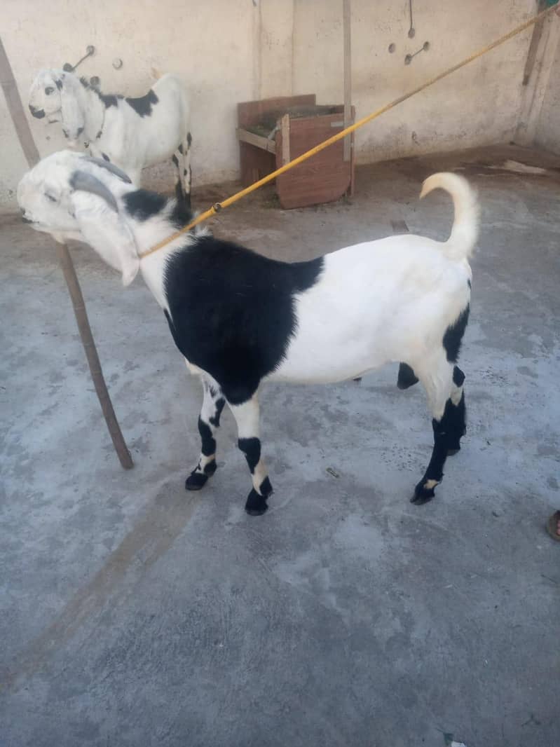 Bakra 2