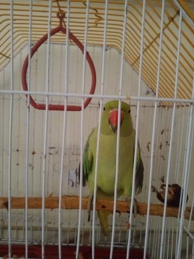 Green ring neck parraot