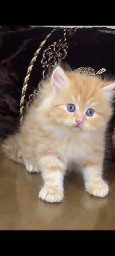 pure Persian cats vaccinated triple coated/WhatsApp 03316360929