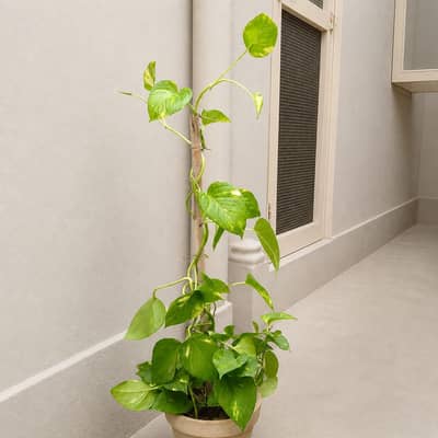 BEAUTIFUL MONEY PLANT