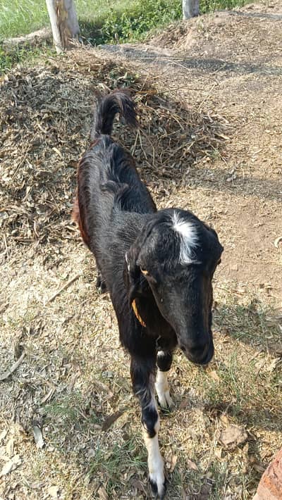 Bakra for qurbani