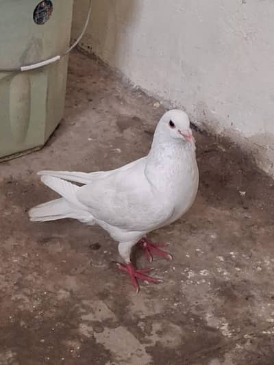 Is Nasal ki female chahye