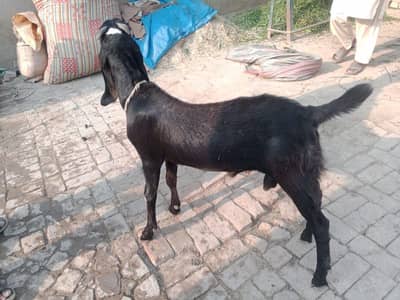 2 Dant Bakra For Sale _ 03228068418