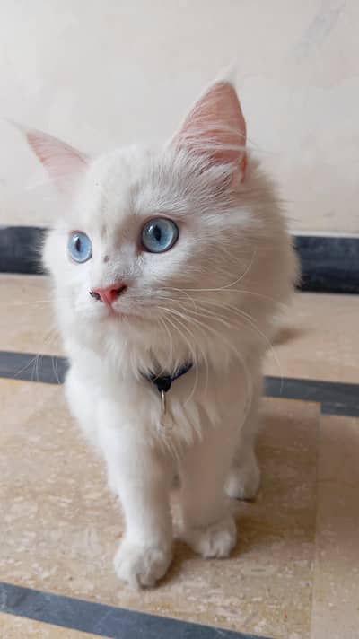 persian cat blue eyes