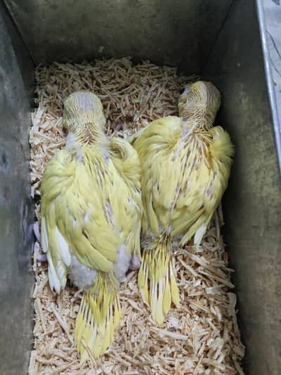 Yellow parrot Chiks