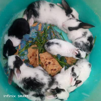 cute little rabbits