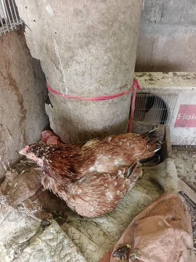Broody hens for sale