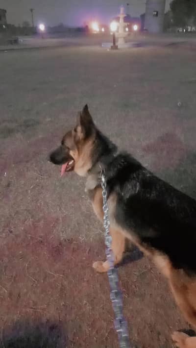 German shepherd breeder female