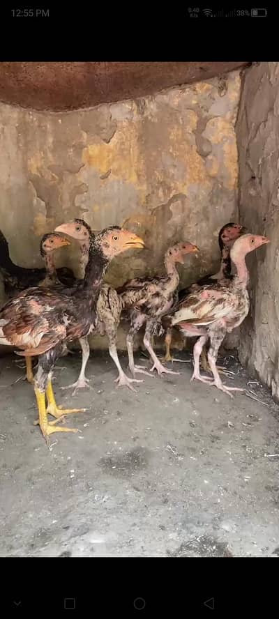 aseel chicks