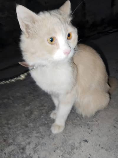 A Persian cat is available for sale