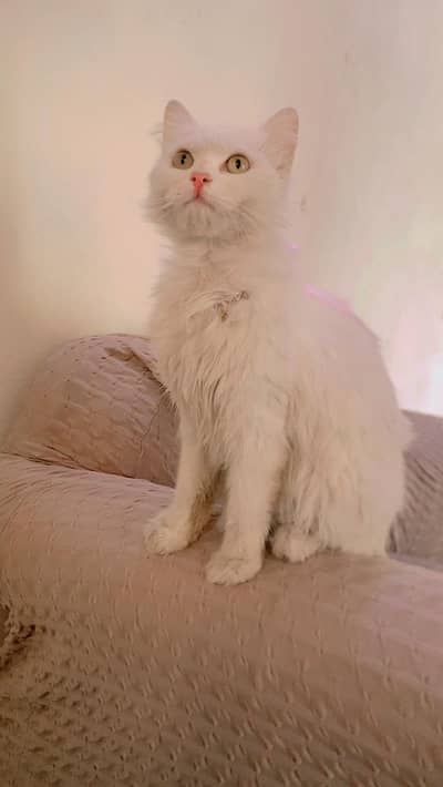 Cat for Sale