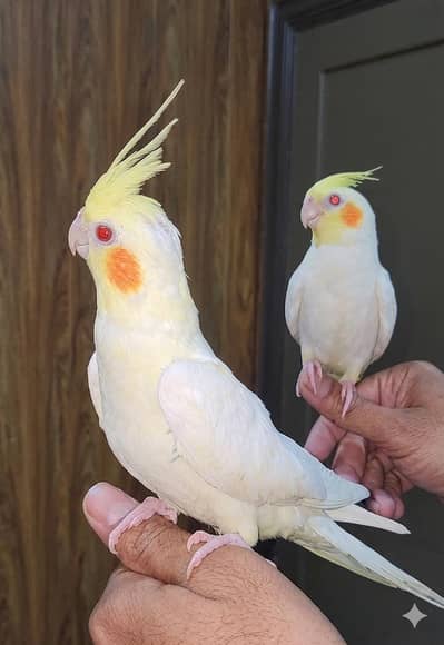 Coctail Common White Hand Tamed