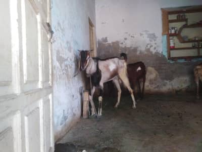 male goat for sale