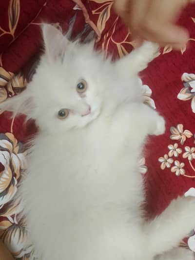 Cat for sale.