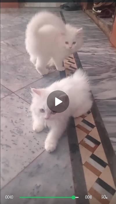 Persian cat pair one White and one brown with mother