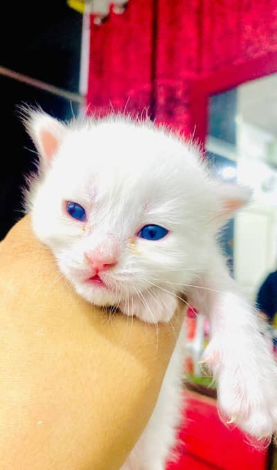 Persian kitten blue eyes