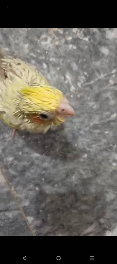 cocktails nd love bird chicks