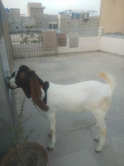 Bakra