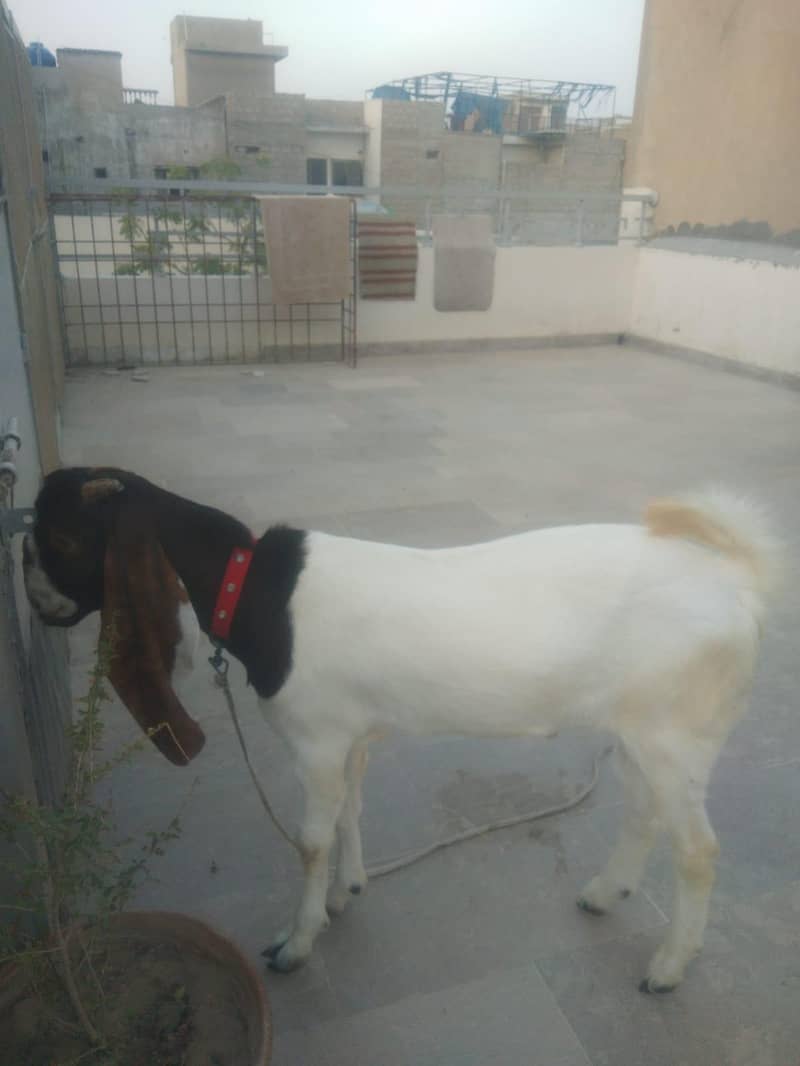 Bakra 1