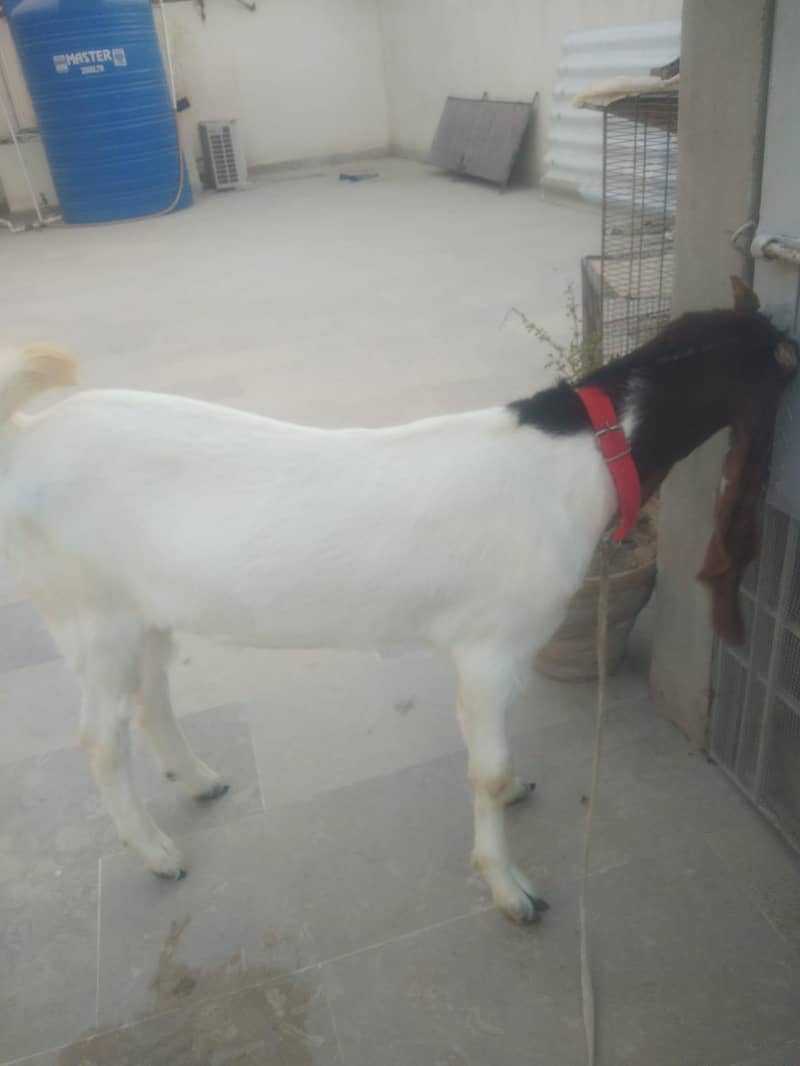 Bakra 2