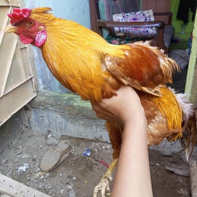 Healthy and Active Desi Rooster(Murgha) for Sale.