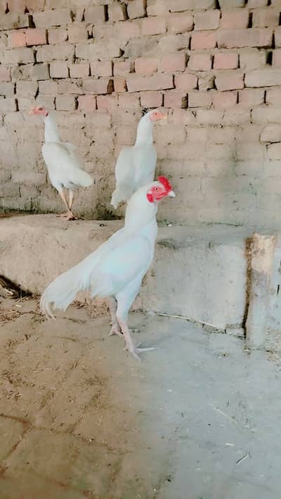 One time breeder healthy and active