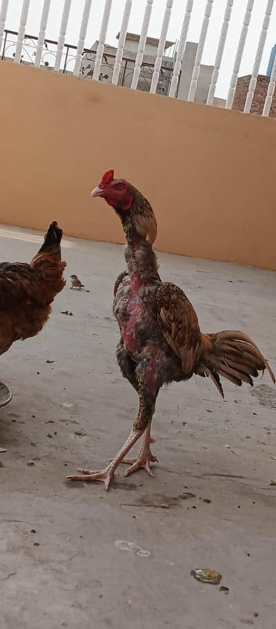 Healthy Aseel Cock Available Big Size Aseel Murga Sale