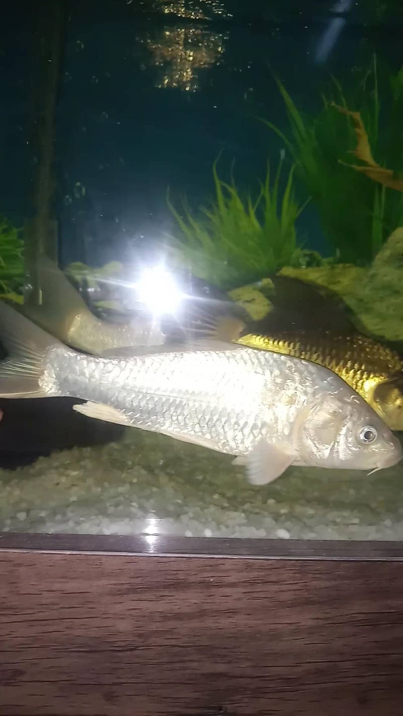 koi Fish pair 0