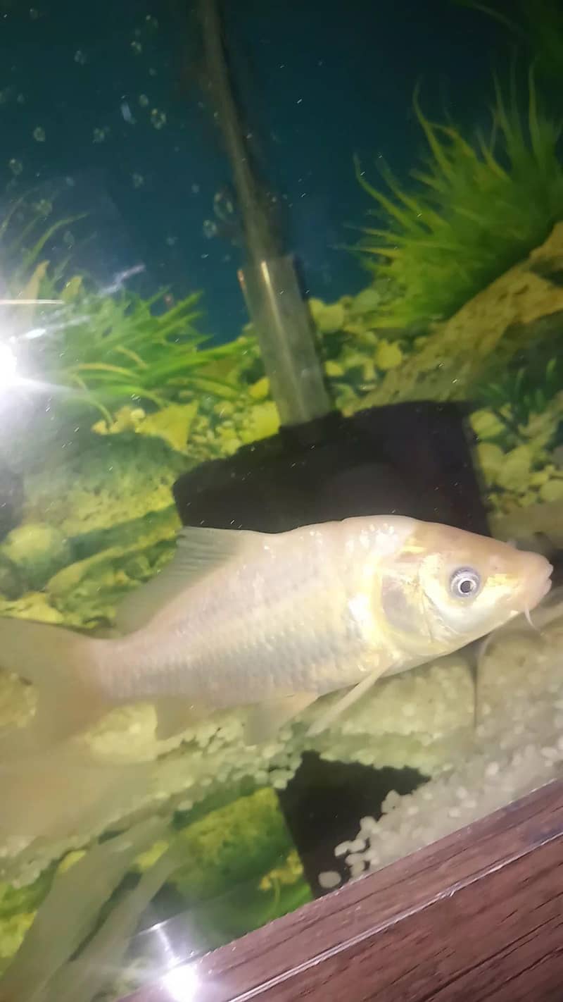 koi Fish pair 1