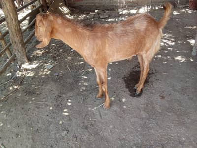 qurbani k bakry